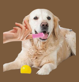 Pet Care Essentials